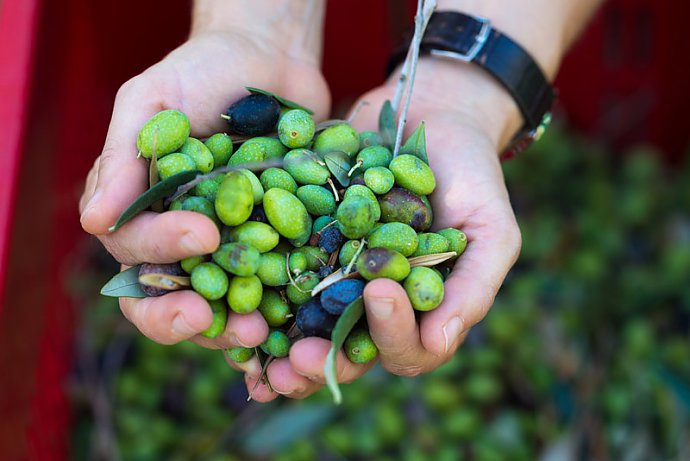 Ligurien genießen - Frische Oliven von der Riviera di Ponente